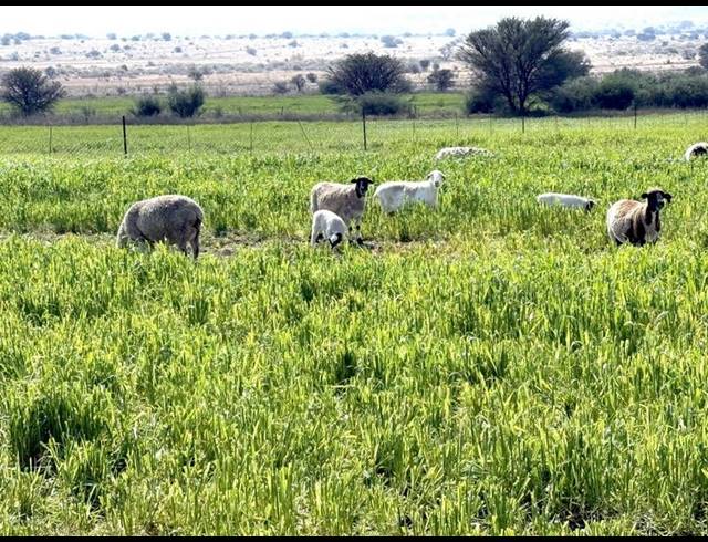 FARM FOR SALE IN HEILBRON